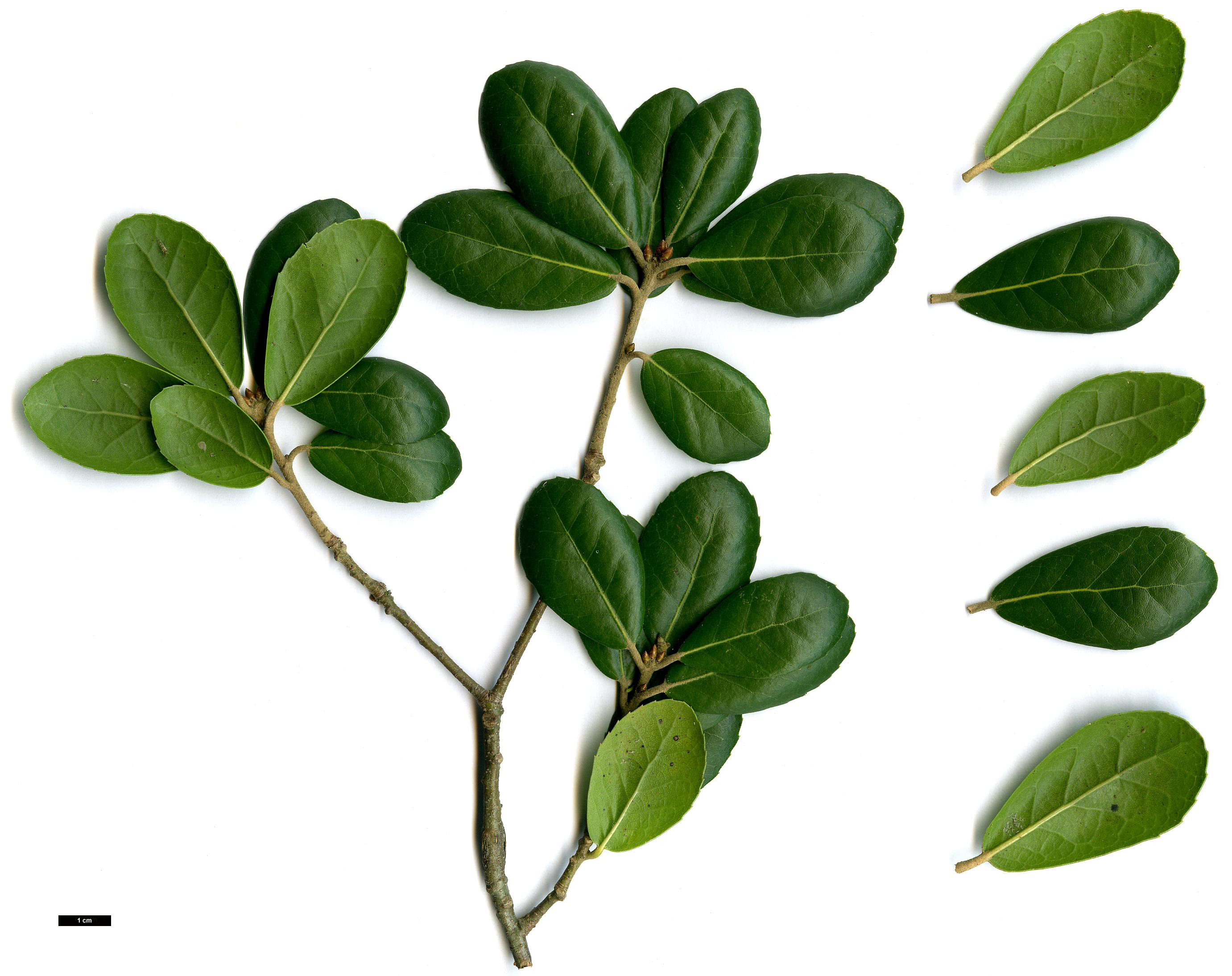 High resolution image: Family: Fagaceae - Genus: Quercus - Taxon: phillyreoides - SpeciesSub: 'Emerald Sentinel'